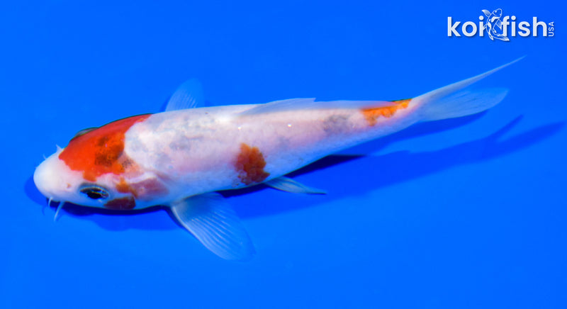 5' GOROMO