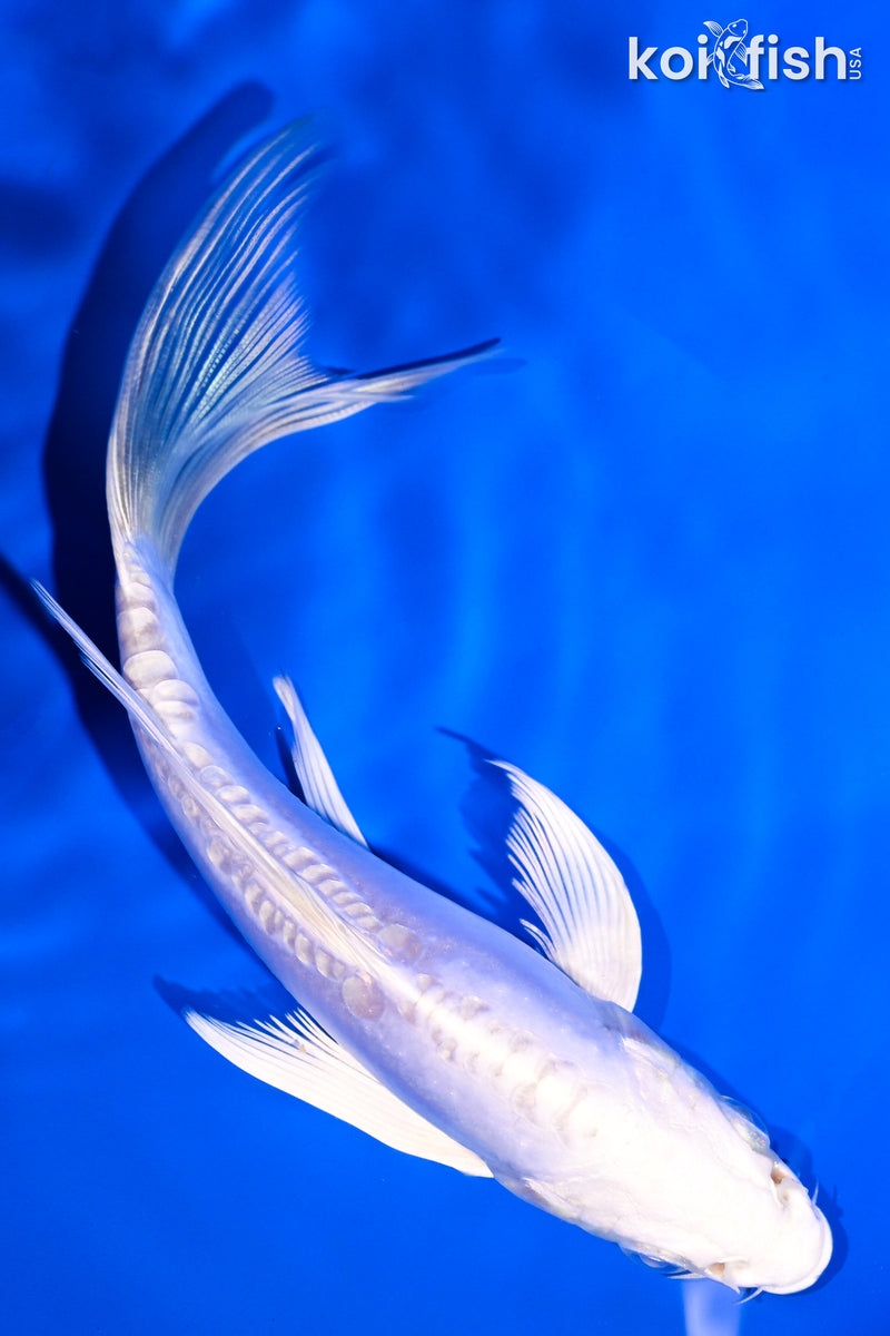 5.5" DOITSU PLATINUM OGON BUTTERFLY