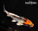6.25" KUJAKU