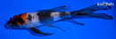 5" SHOWA BUTTERFLY