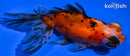 4.5" CALICO TELESCOPE FANTAIL GOLDFISH