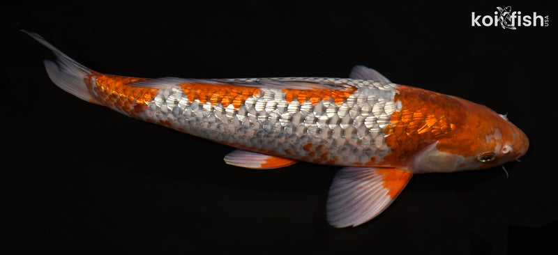 15.75" GINRIN OCHIBA SHIGURE