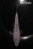5.75" SORAGOI