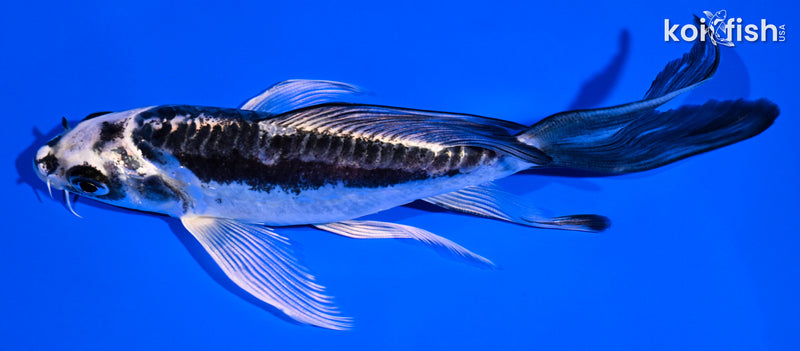 5.5" KIKOKURYU BUTTERFLY