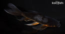 6.25" OCHIBA SHIGURE BUTTERFLY