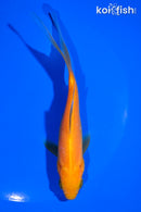 5.75" COMET GOLDFISH