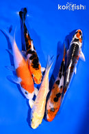 PACK OF (5) 4-5" STANDARD KOI