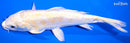 6.75" DOITSU LEMON HARIWAKE
