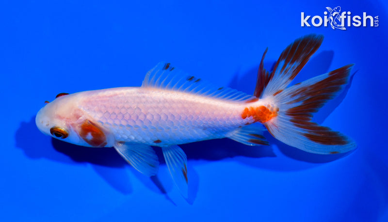 5.75" WAKIN GOLDFISH