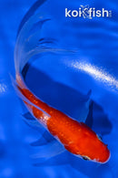 5.25" GINRIN KOHAKU BUTTERFLY