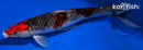 11.75" BENI MATSUKAWBAKE