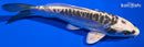 6" KIKOKUYU