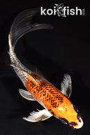 7.75" KUJAKU BUTTERFLY