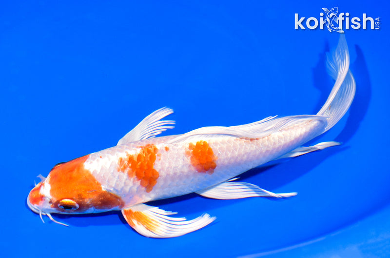 8" HARIWAKE BUTTERFLY