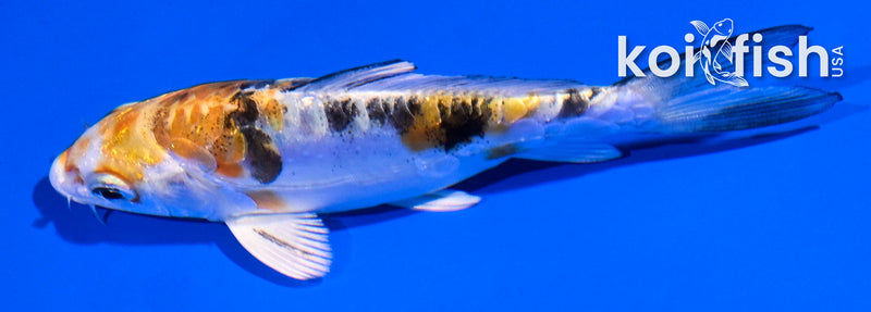 4.5" ARAGOKE HEISEI NISHIKI