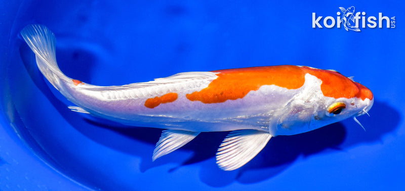 8" KIKUSUI