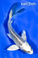 5.5" GINGA BUTTERFLY