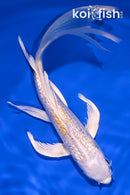 7.25" GINRIN LEMON HARIWAKE BUTTERFLY