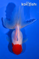 5" ORANDA GOLDFISH