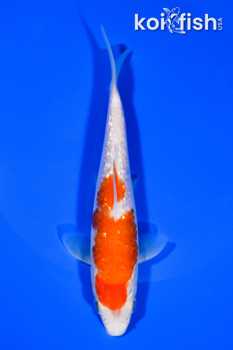 5.75" GINRIN KOHAKU