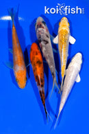PACK OF (5) 4" STANDARD KOI