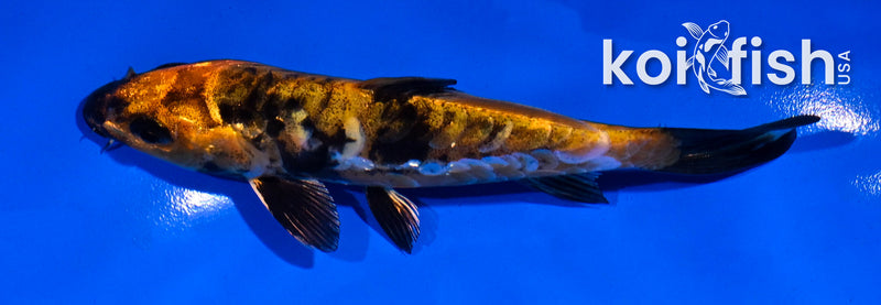 4.5" ARAGOKE HI UTSURI