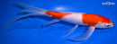 10.75" KUCHIBENI KOHAKU BUTTERFLY