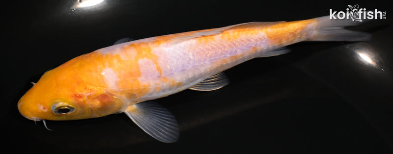 5.25" ARAGOKE OCHIBA SHIGURE