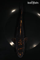 7.75" ARAGOKE BENI KIKOKURYU