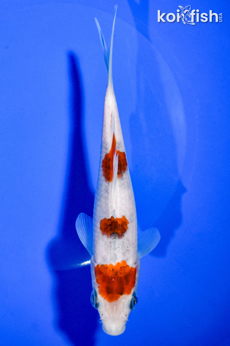 6" GOROMO