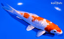 6.25" GINRIN KIKUSUI