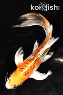 9.5" KUJAKU BUTTERFLY