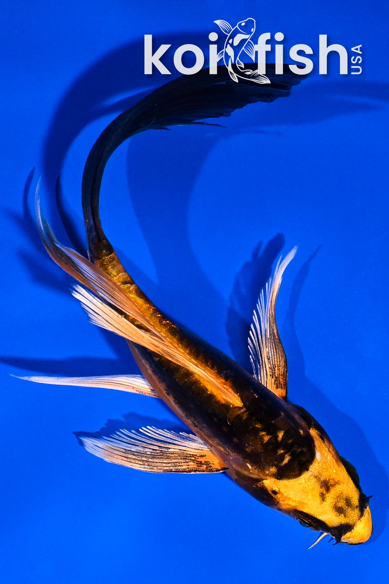 5" BENI KIKOKURYU BUTTERFLY