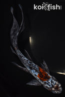 8.25" SHUBUNKIN GOLDFISH