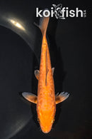 5.75" ARAGOKE CHAGOI