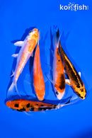 PACK OF (5) 4-5" STANDARD KOI