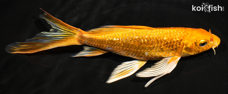 8" GINRIN ORENJI OGON BUTTERFLY