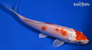 5.75" HARIWAKE