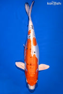 16.25" HEISEI NISHIKI