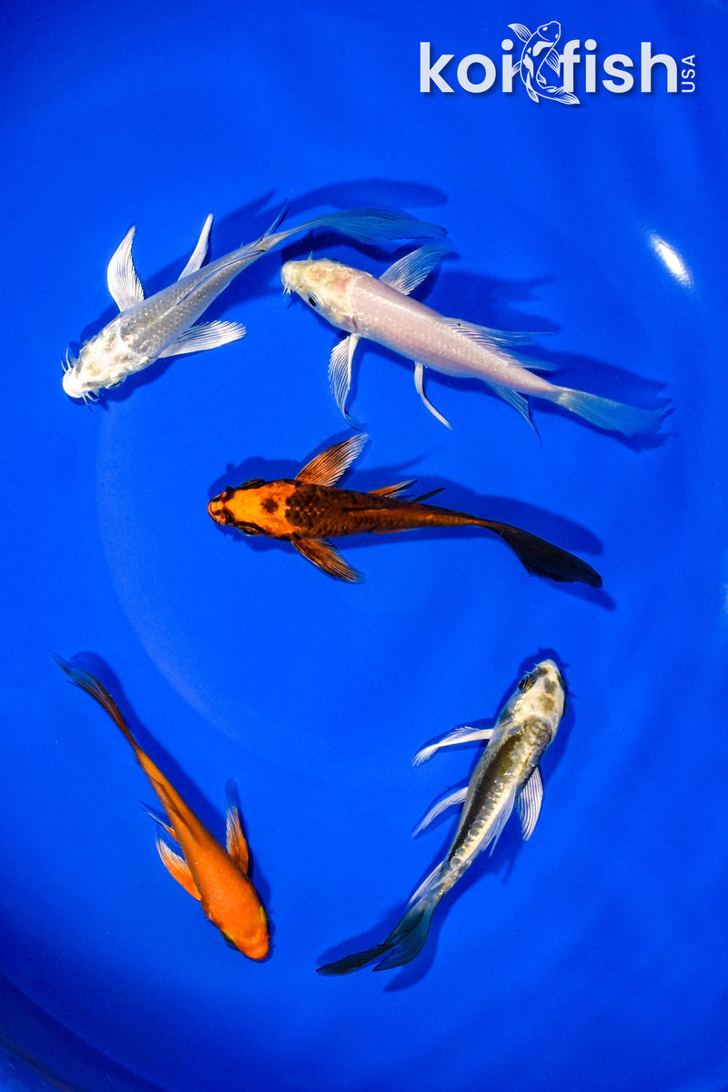 PACK OF (5) 3-4" BUTTERFLY KOI