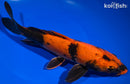 10" KIN HI UTSURI