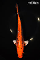 11.5" BENI KIKOKURYU