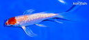 5.5" GINRIN MARUTEN HARIWAKE BUTTERFLY