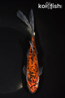 7.5" SHUBUNKIN GOLDFISH