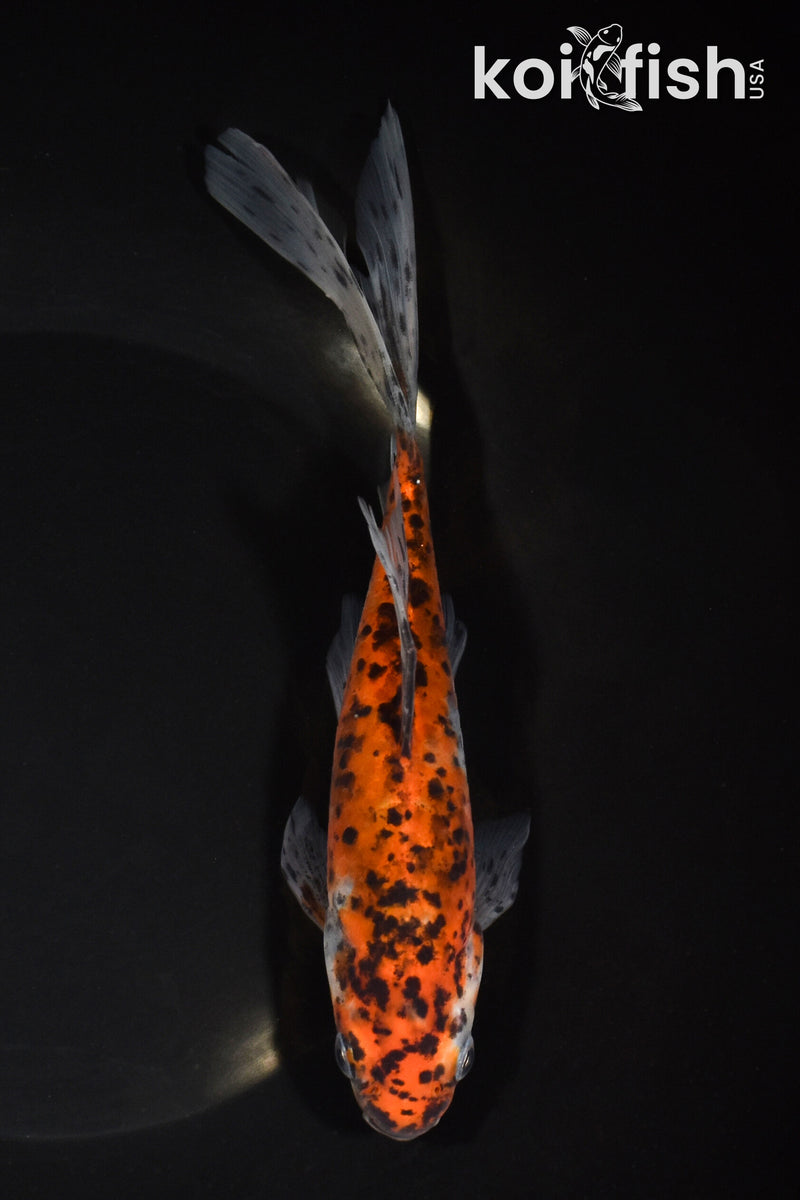 7.5" SHUBUNKIN GOLDFISH