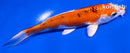 5.5" YAMATO NISHIKI