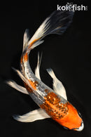 7" GINRIN KUJAKU BUTTERFLY