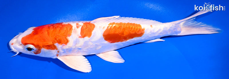 10.25" ARAGOKE KIKUSUI