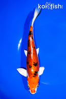 8.25" HEISEI NISHIKI