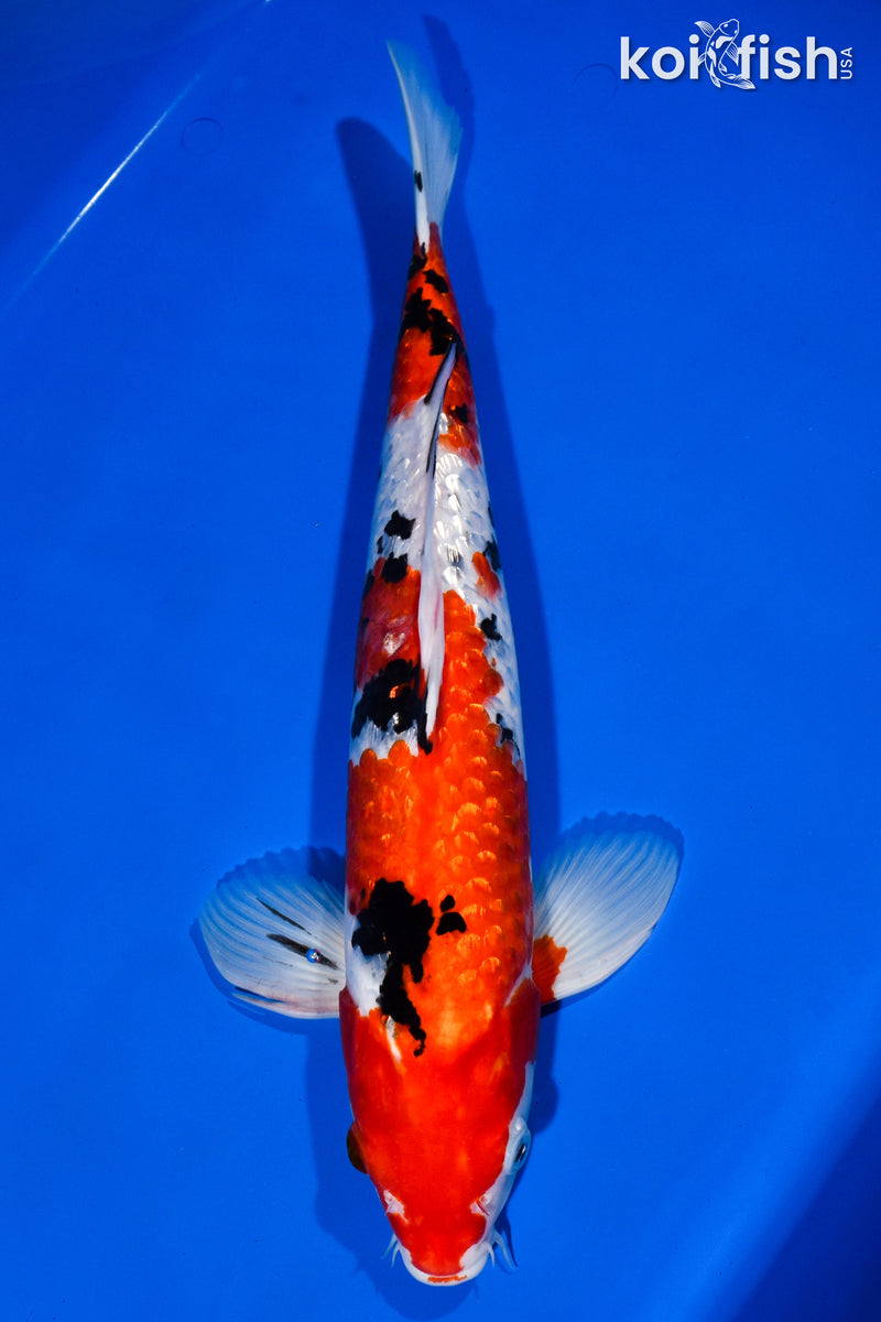 15" GINRIN SANKE